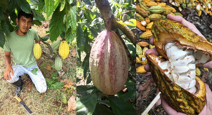 - - Christian harvesting cocoa.