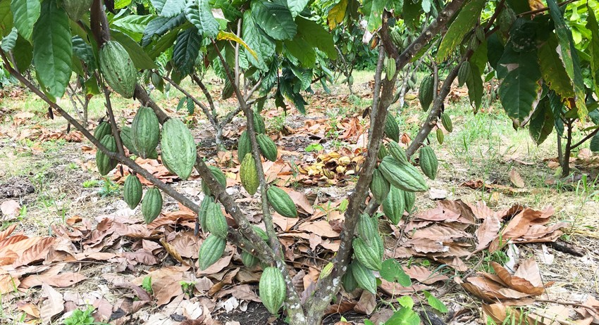 - - Árbol del cacao en plena producción.