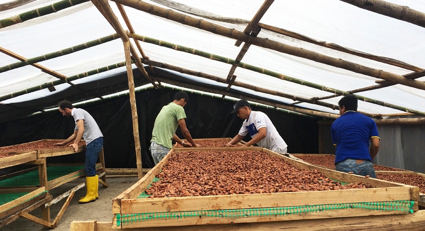 - - fermenting and drying station.